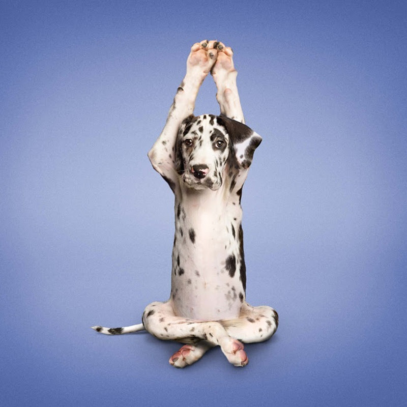 Yoga Dogs by Dan Borris Amusing